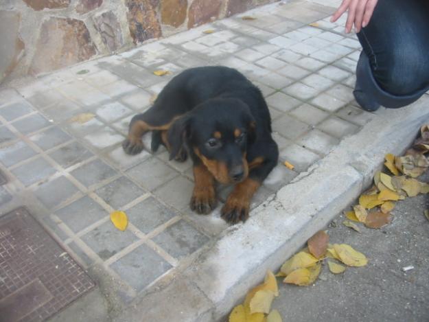 CACHORROS DE ROTTWEILER ECONOMICOS