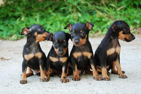 MINI PINSCHER NEGRO Y FUEGO, MACHO Y HEMBRA 385