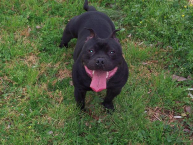 ofrezco staffordshire bull terrier macho para montas