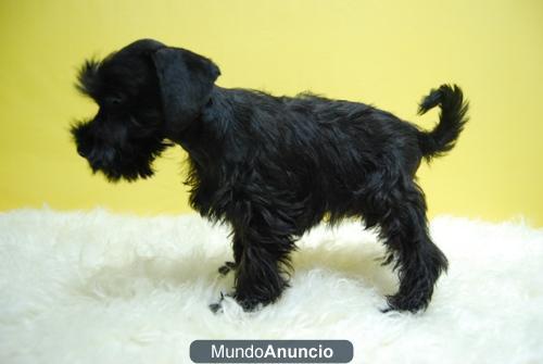 Schnauzer miniatura, color negro de Calidad