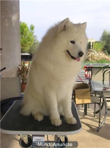 SE OFRECE SAMOYEDO PARA MONTAS