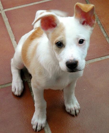 SIMBA, precioso cachorrito con 2 meses abandonado en un parque - El Arca de Noé de Córdoba