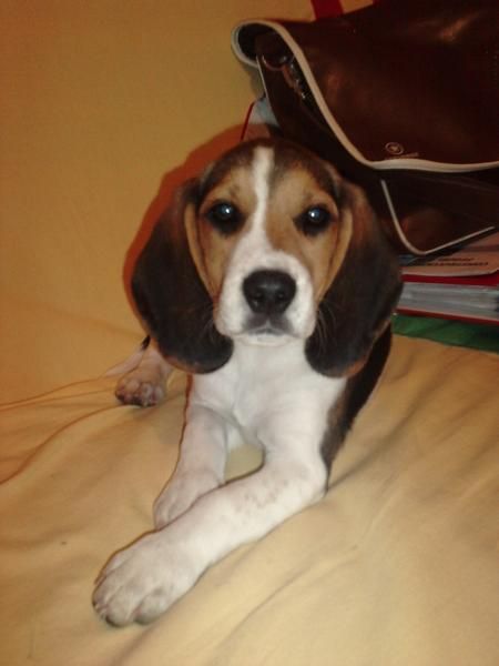 vengo beagle de 3 meses