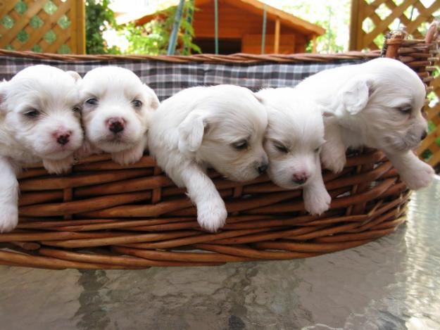 BICHON MALTES   -    CACHORROS PURA RAZA EN VENTA