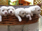 BICHON MALTES - CACHORROS PURA RAZA EN VENTA - mejor precio | unprecio.es