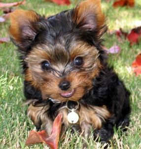 Cachorrito de yorkshire muy pequeño