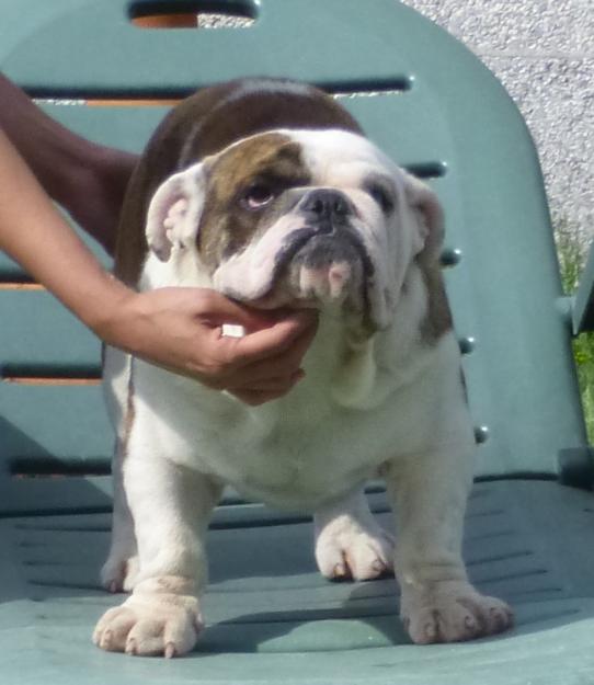 Cachorro bulldog ingles