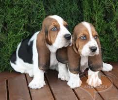 Cachorros basset hound iva incl.