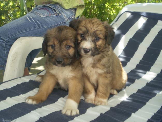 CACHORROS DE PASTOR VASCO