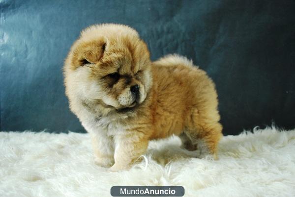 Camada de Chow Chow Preciosos Ejemplares Con Pedigre