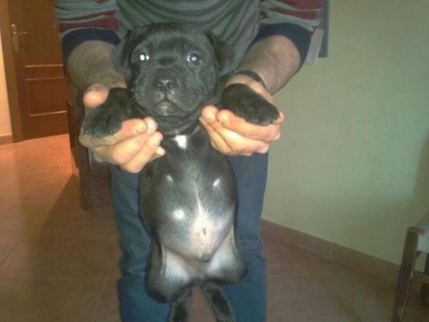 Precioso macho Staffordshire Bull Terrier