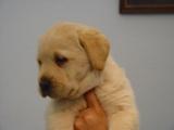 Preciosos labradores, excelente precio.Fantásticos cachorros de golden de 2 meses, magnífi