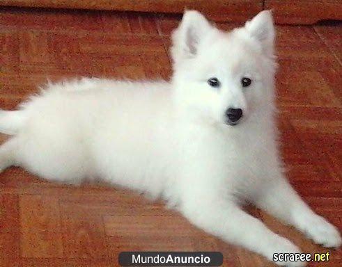 SPITZ JAPONES PURA RAZA - CAMADA - HEMBRAS 350 - MACHO 300 - TORREMOLINOS