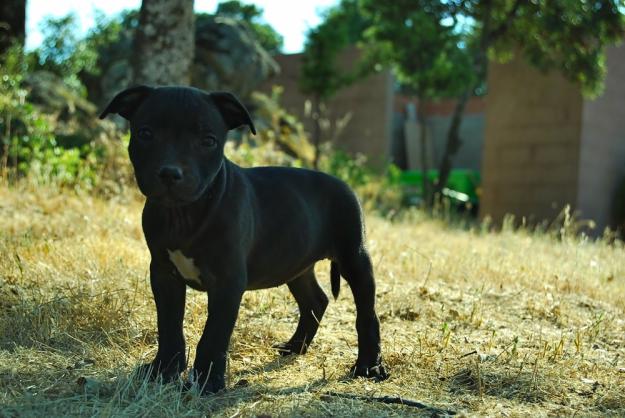 Staffordshire  Bull terrier. ( Staffy ) , Líneas inglesas.