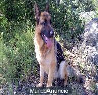 Vendo cachorros de Pastor Aleman, con garantia.