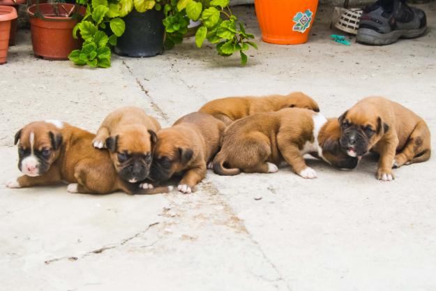 Venta Cachorros Boxer