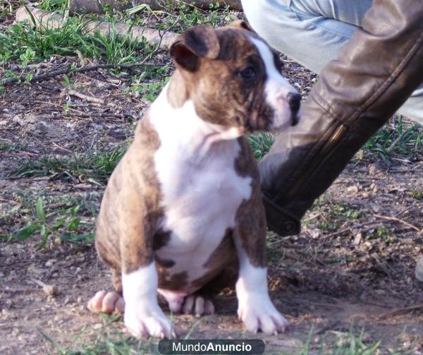 AMERICAN STAFFORDSHIRE TERRIER 350€ BARCELONA