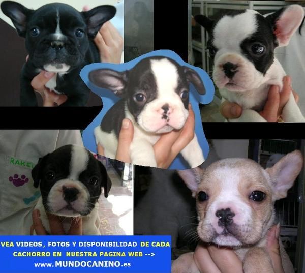 Bulldog Frances, Bulldogs Ingles y Bichon Maltes Cachorros en Tienda Virtual