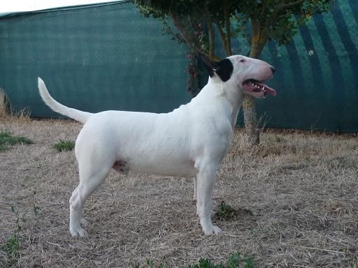 Cachorros de bull terrier.Criador especializado.