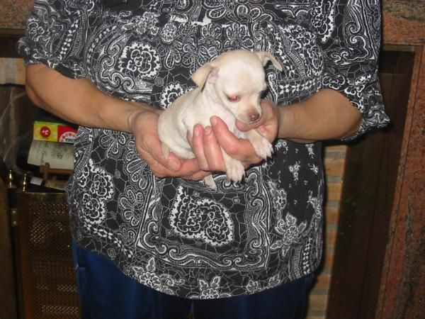 Chihuahua,macho y  hembra,blancos,dos meses,pedigree