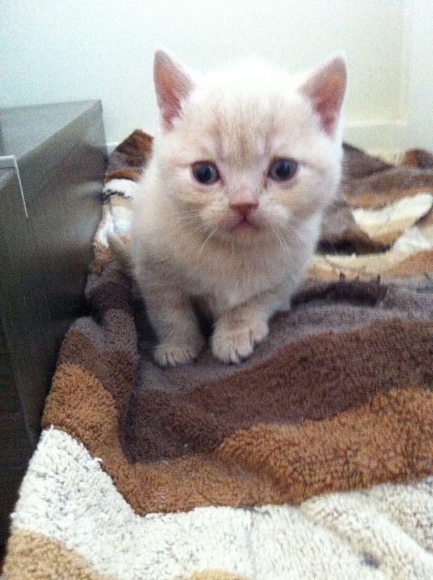 Gato British shorthair Macho nacido el 04/02/13