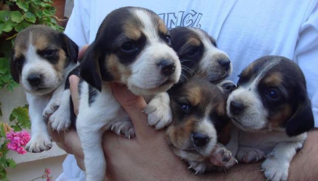 PRECIOSOS CACHORROS DE RAZA BEAGLE ( PRECIO ECONÓMICO)