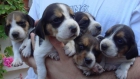 PRECIOSOS CACHORROS DE RAZA BEAGLE ( PRECIO ECONÓMICO) - mejor precio | unprecio.es