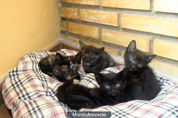 REGALO 4 GATITOS PRECIOSOS