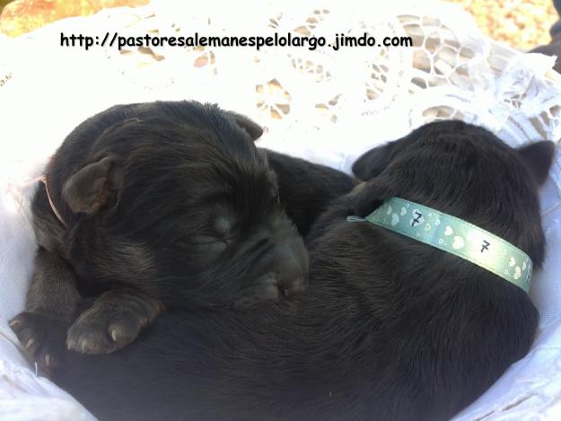 Cachorros de Pastor Alemán de pelo largo