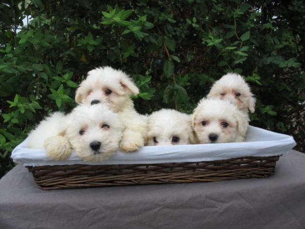 BICHON MALTES, LINDOS CACHORROS