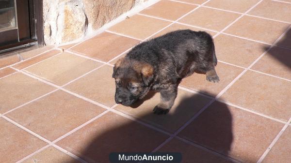 CACHORRO PASTOR ALEMAN LINEA DE TRABAJO MADRID.