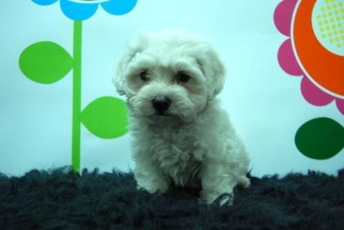 camadita de bichon maltes!! cariñosos y adorables cachorrines 