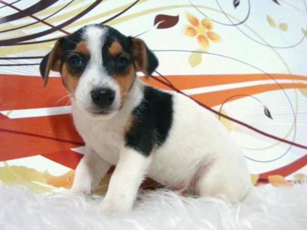 JACK RUSSELL MACHOS Y HEMBRAS CACHORROS