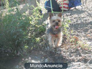 Machote Yorkshire busca Hembra