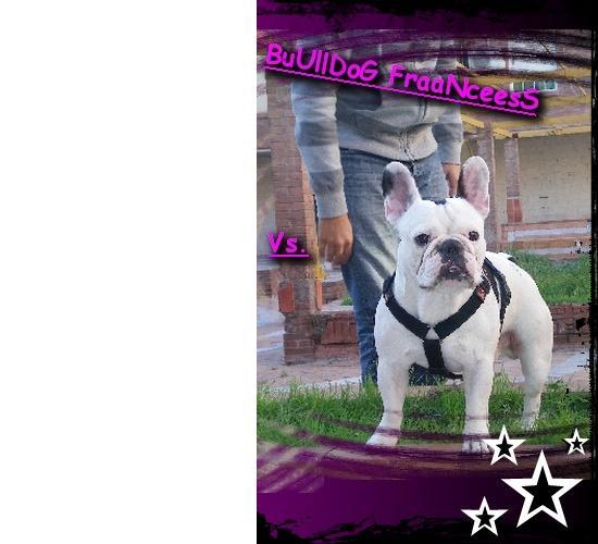 PRECIOSO BULLDOG FRANCES PARA MONTAS