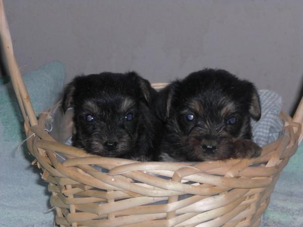 YORKSHIRES MINIATURAS