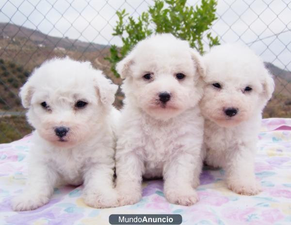 BICHON FRISE, EL PERRITO CON MEJOR CARACTER