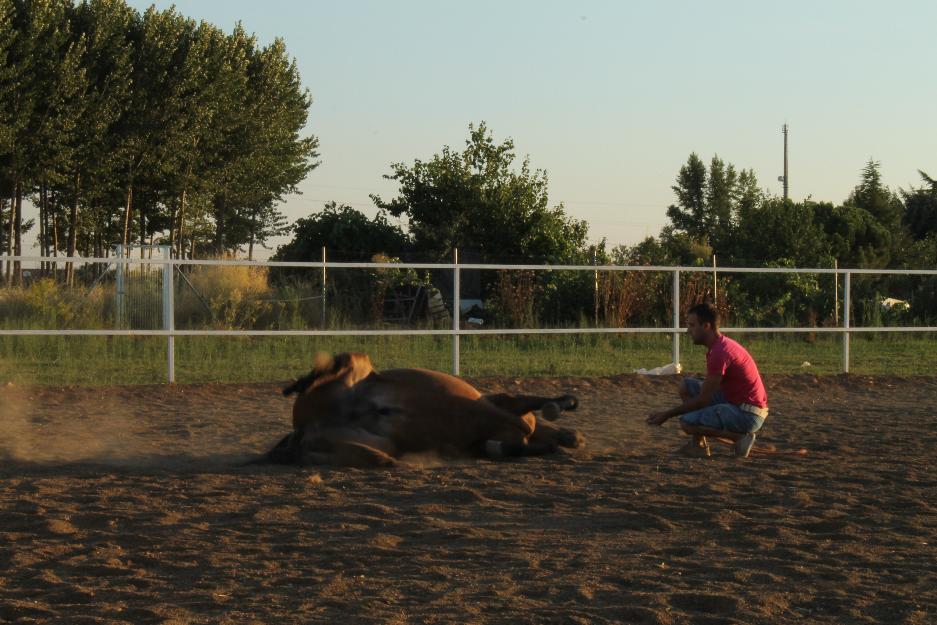 caballos con adiestramiento en positivo