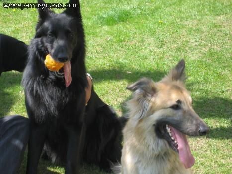 casi regalados cachorros de pastor aleman cruce con belga 70e