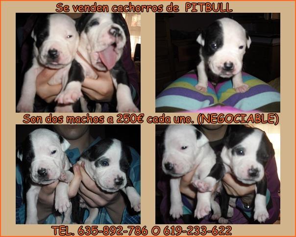 se venden cachorros de pitbull