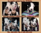 se venden cachorros de pitbull - mejor precio | unprecio.es