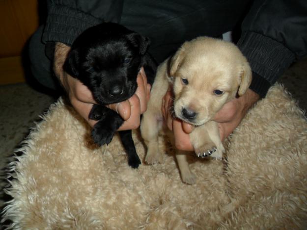 Vendo cachorros de labrador retriever