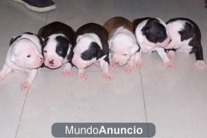 venta de  de perros pitbulls