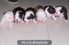 venta de de perros pitbulls - mejor precio | unprecio.es