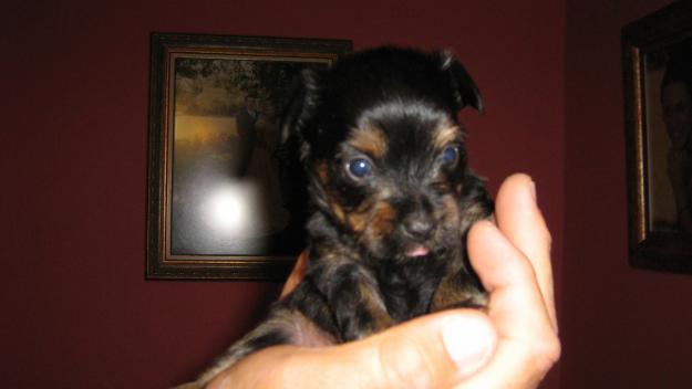 YORKSHIRE TERRIER TOY