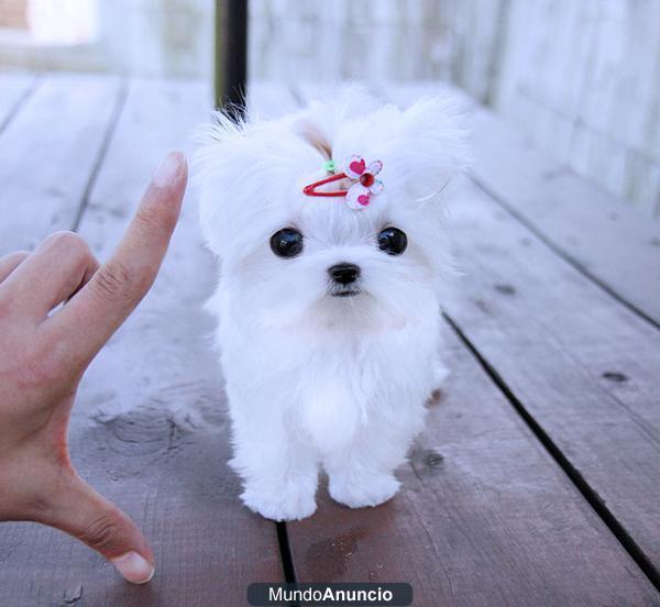 REGALO Maltese en adopción, se entrega con Pedigree Nacional, desparasitado, Loe de la Real Sociedad Canina, Chip, Carti