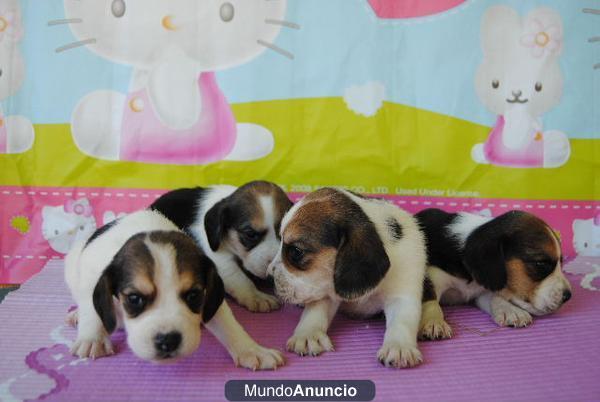 BEAGLES TRICOLOR, CRIADOR 270€