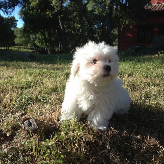 Bichon maltes cachorros 350 euros