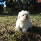 Bichon maltes cachorros 350 euros - mejor precio | unprecio.es