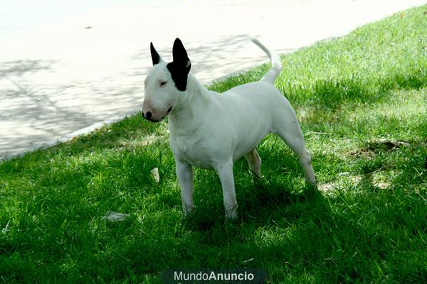 BULL TERRIER EN VENTA